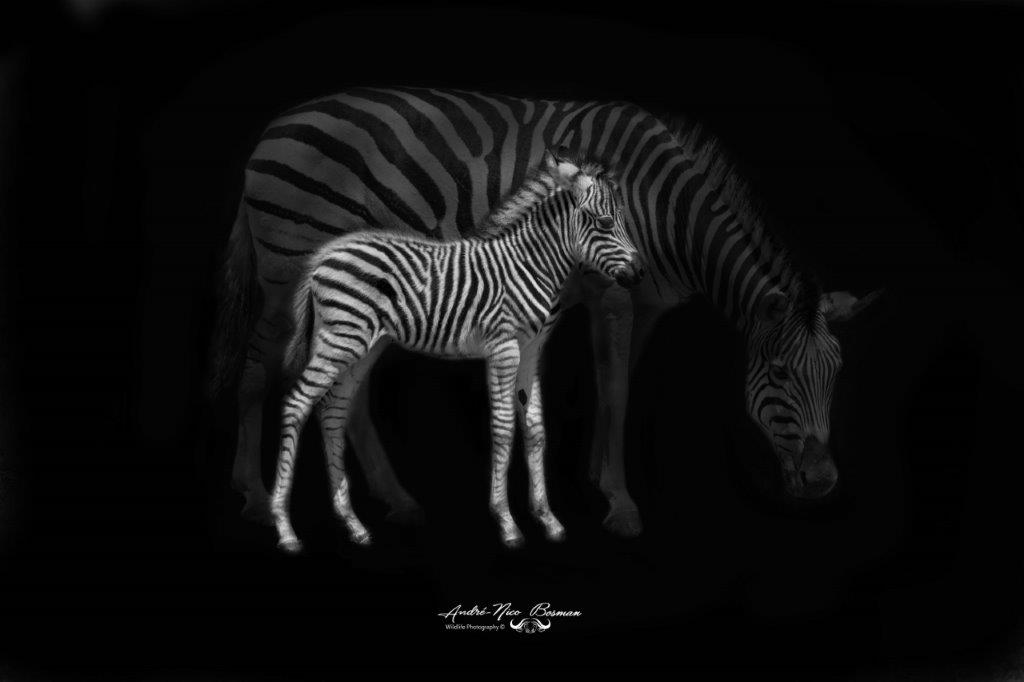 fine art zebra
