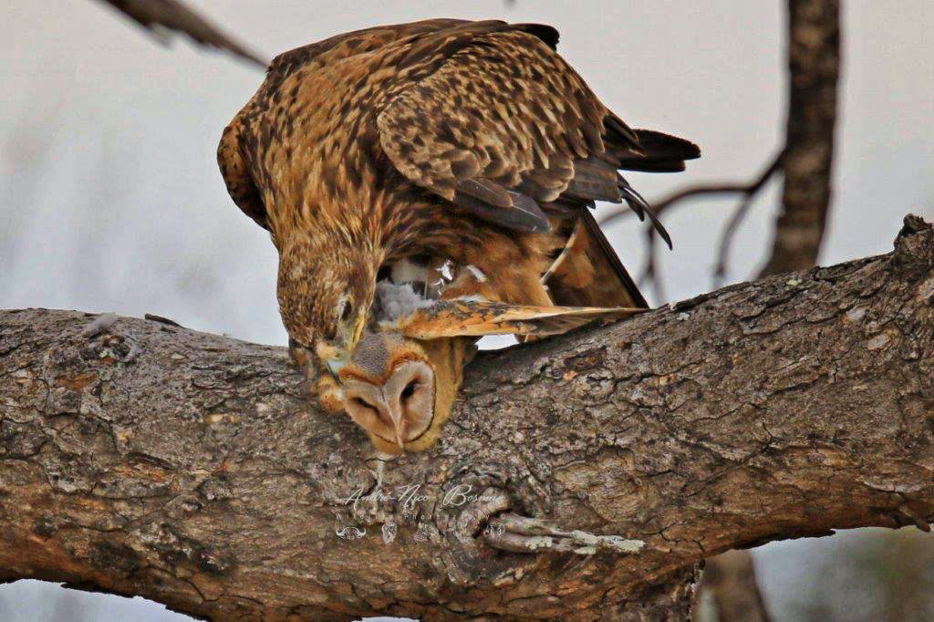 Tawny eagle with barn owl prey in kruger park