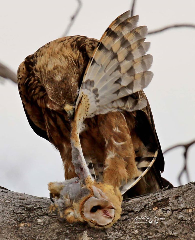 Tawny eagle pulling barn owl's wing in Kruger Park