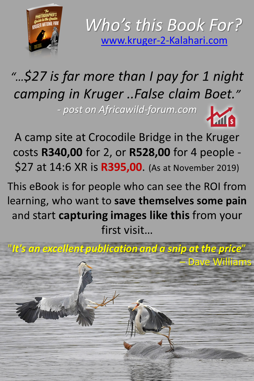 Grey herons fighting on hippo's back at sunset dam in Kruger Park