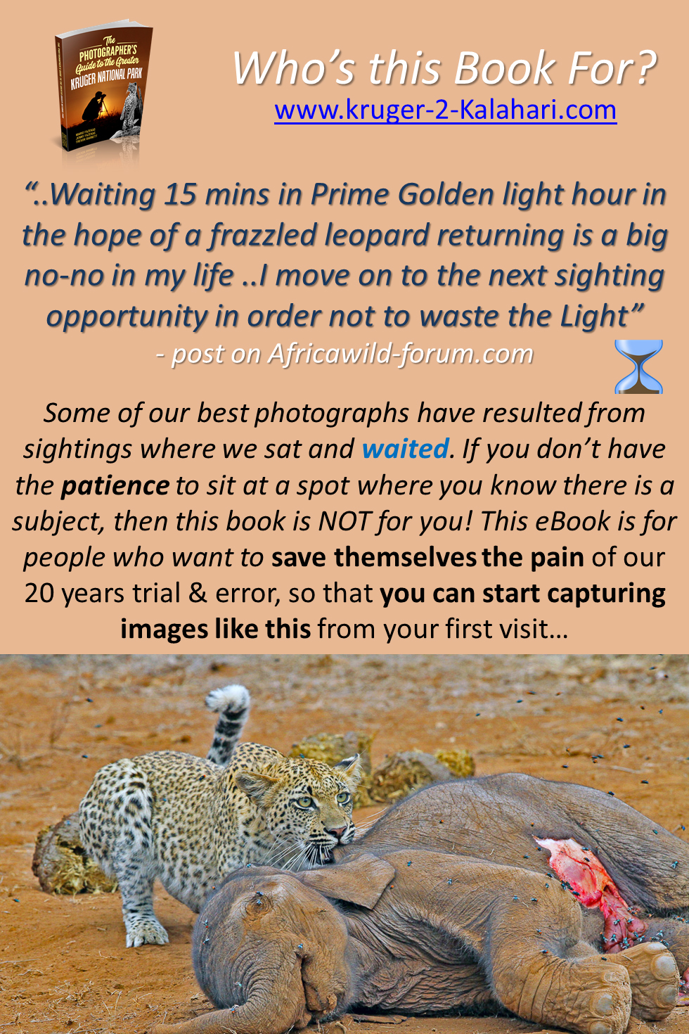 Leopard feeding on elephant carcass in Kruger Park