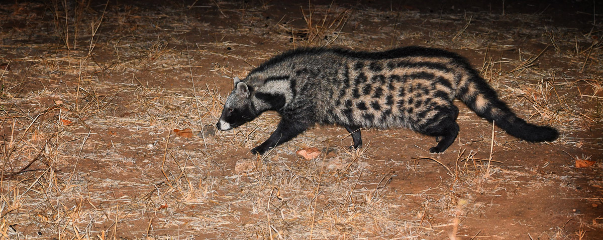 African Civet walking past Punda Mara Hide in the Kruger National Park