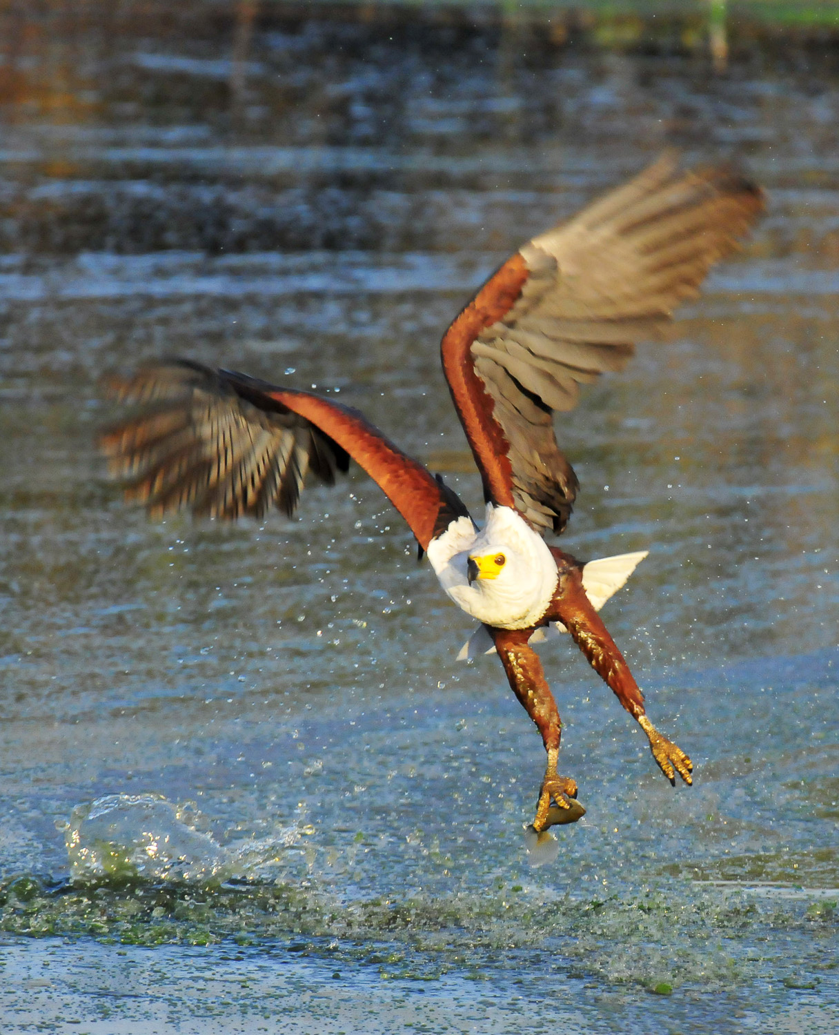 African Fish Eagle fishing at Sunset dam in the Kruger National Park