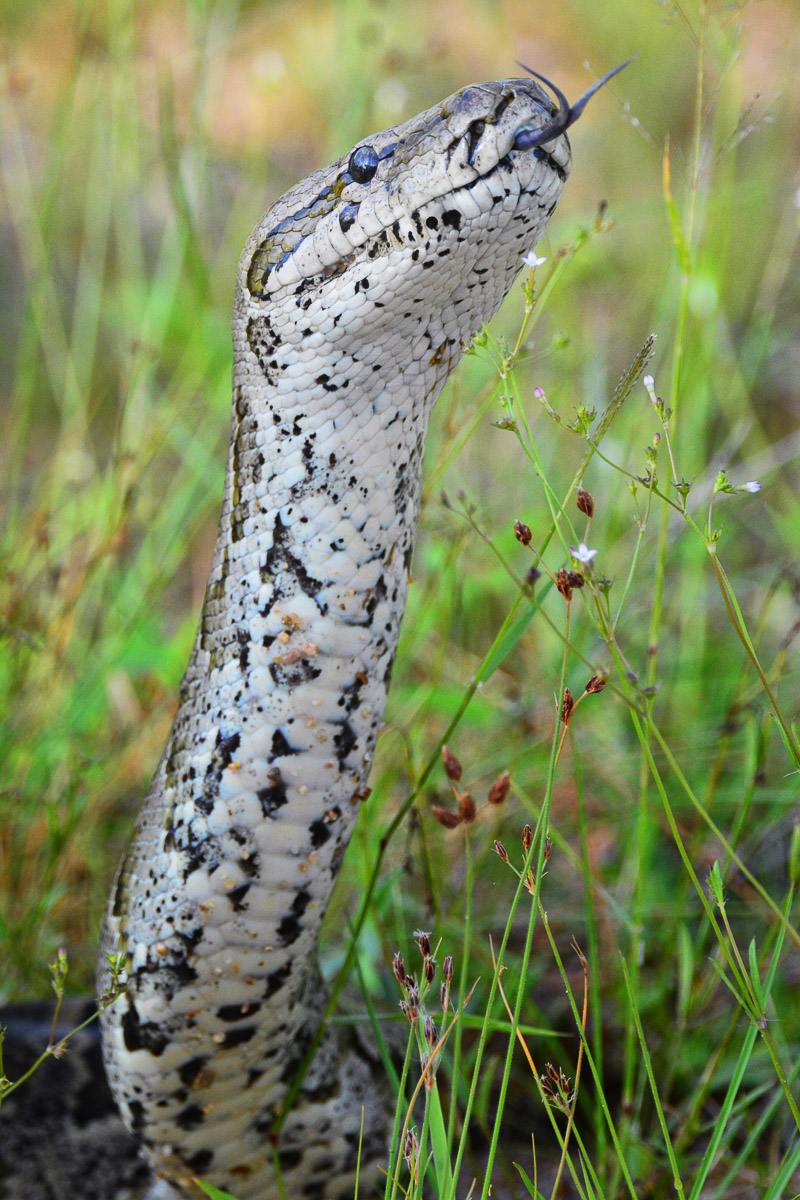 African Rock Python in the Kruger National Park