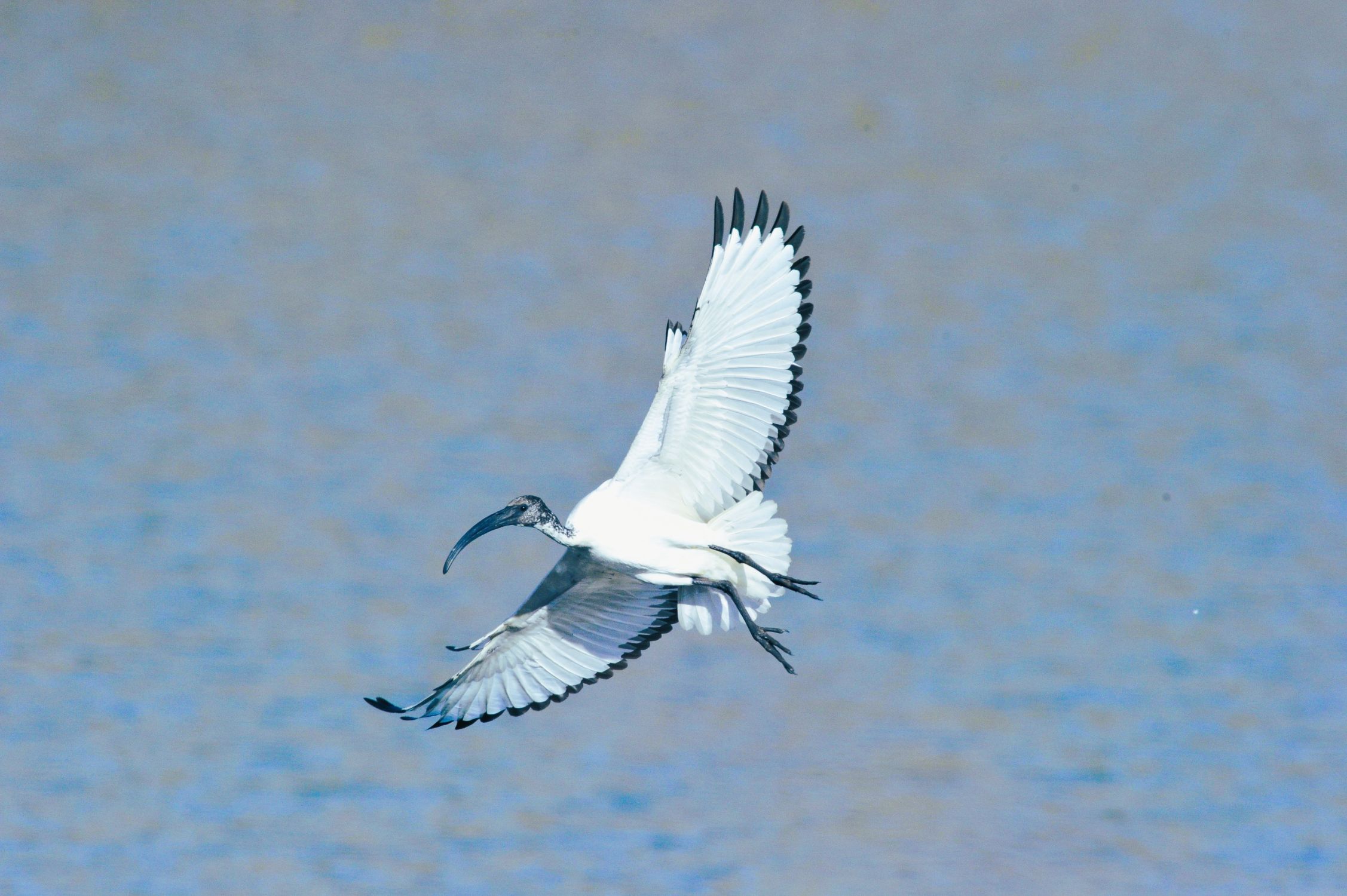 African Sacred Iris image taken in Pilanesberg