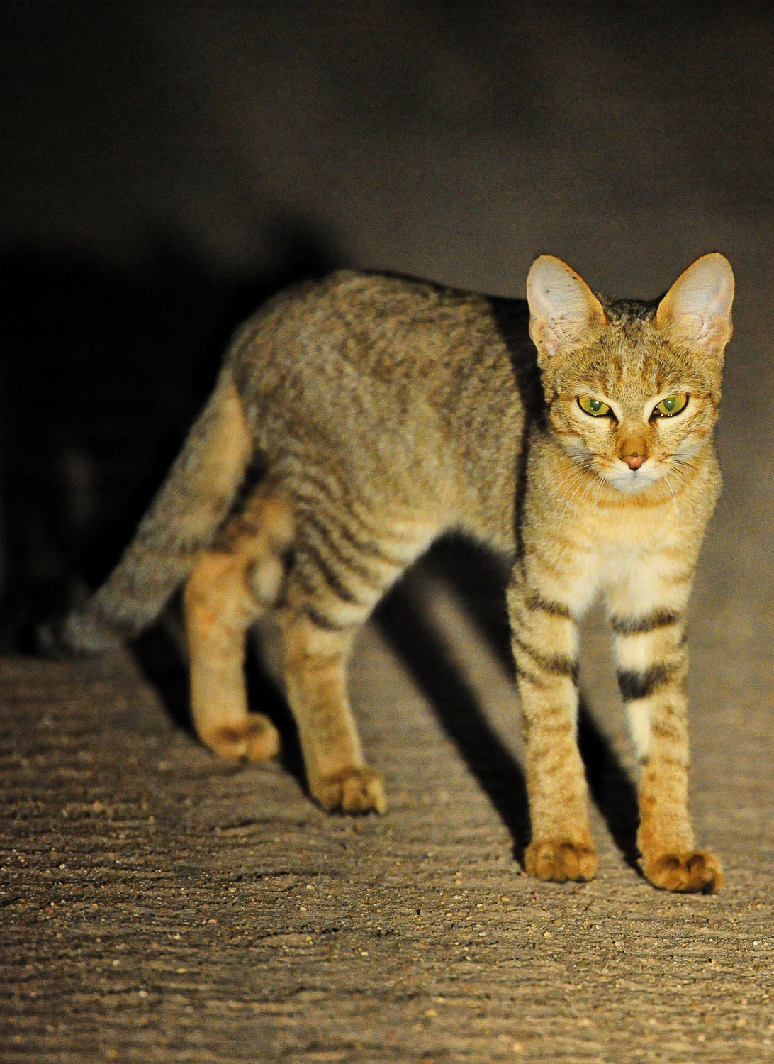 African Wildcat taken on a night drive with Lukimbi Safari Lodge in the Kruger National Park