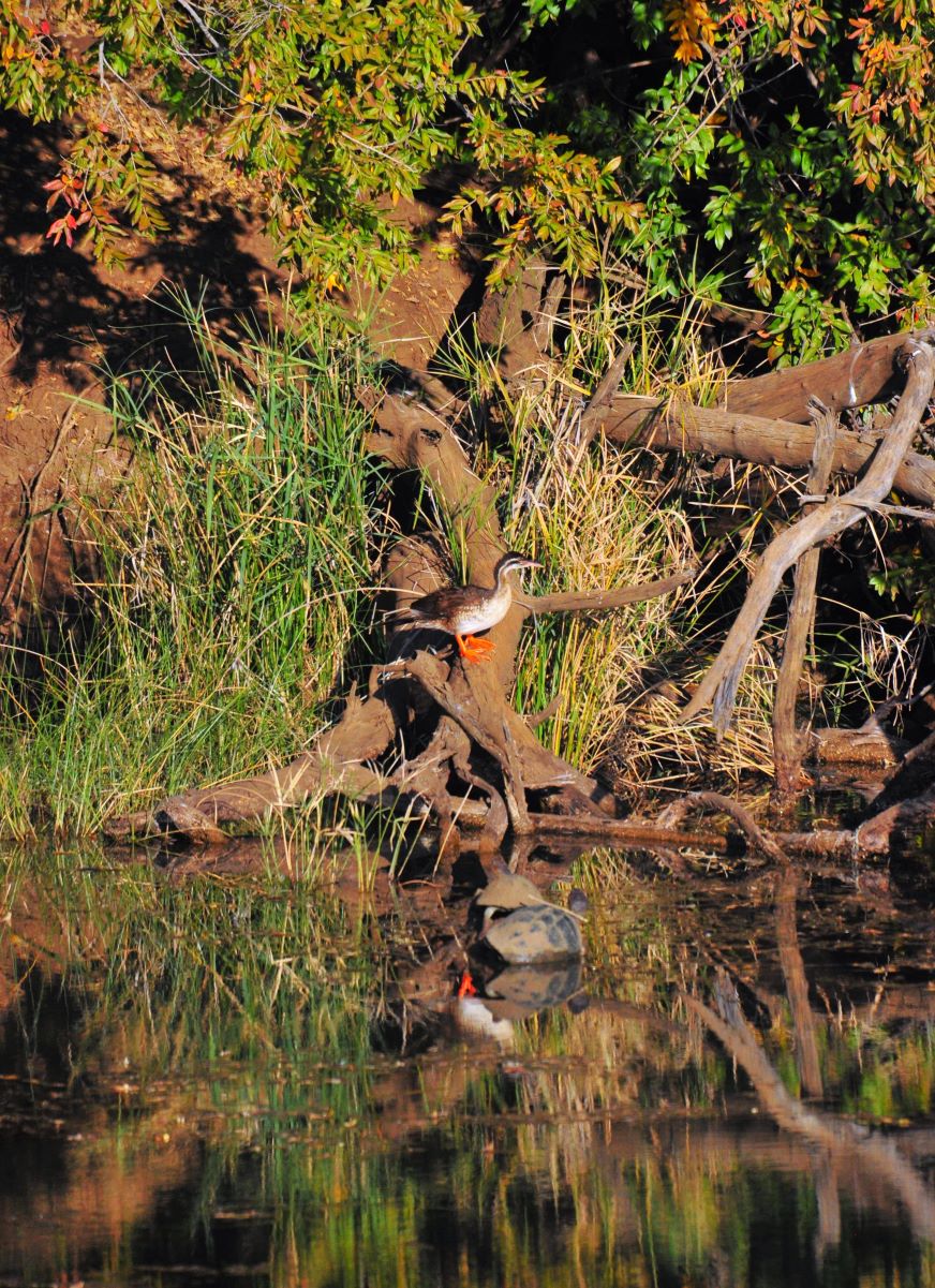 African Finfoot- image taken at Madikwe River Lodge African Finfoot- image taken at Madikwe River Lodge