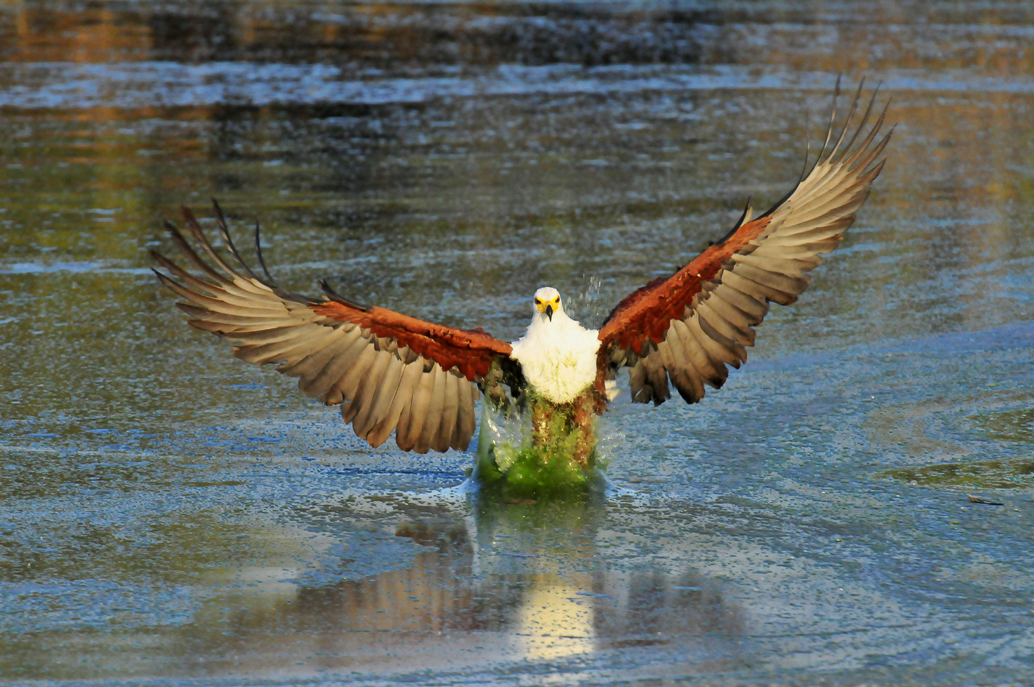 African Fish Eagle catching fish at Sunset Dam near Lower Sabie camp in the Kruger National Park