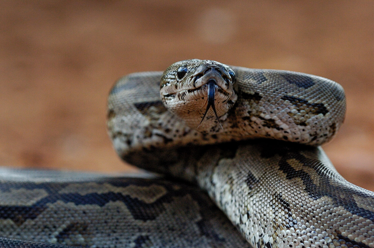African Rock Python image taken in Shimuwini Camp