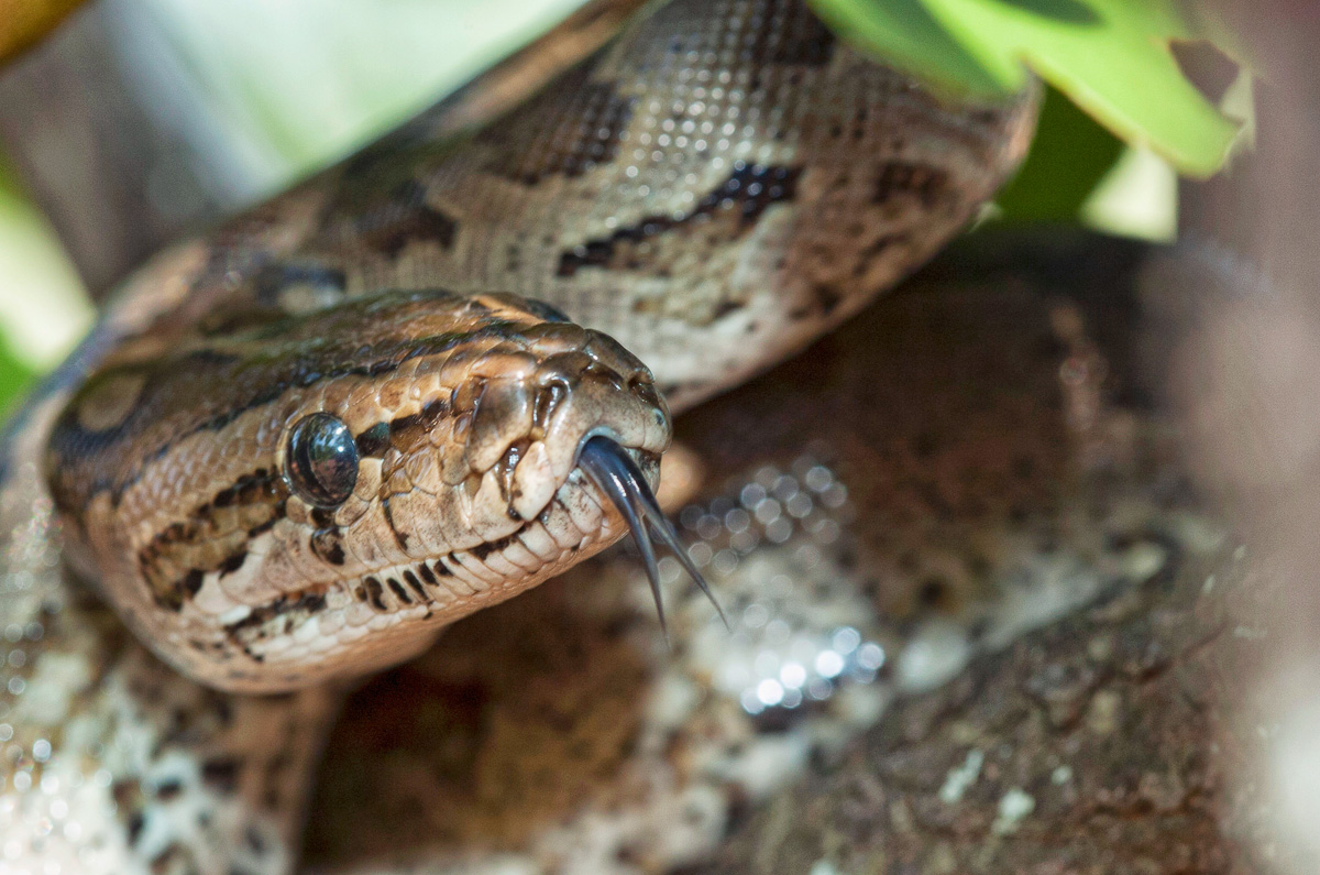 African rock python taken in Shimuwini camp