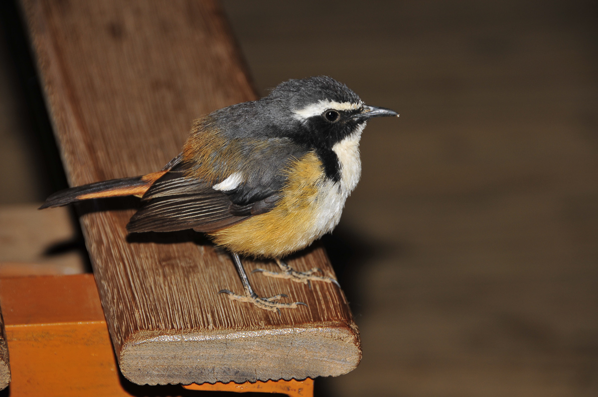 African white throated robin image taken inside the hide