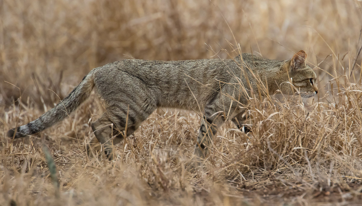 African Wild Cat, image taken between Orpen and Satara in the Kruger National Park