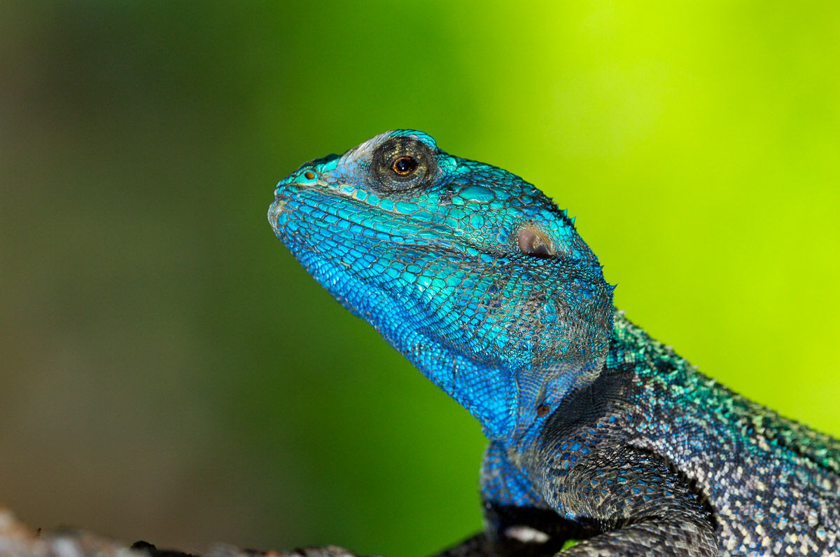 Tree Agama photographed in Lower Sabie camp