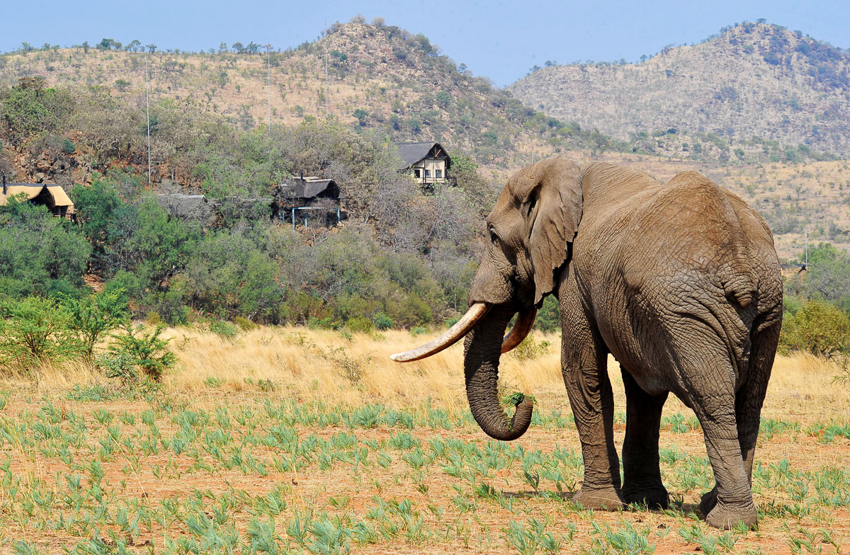 Amarula in front of Tshukudu Bush Lodge