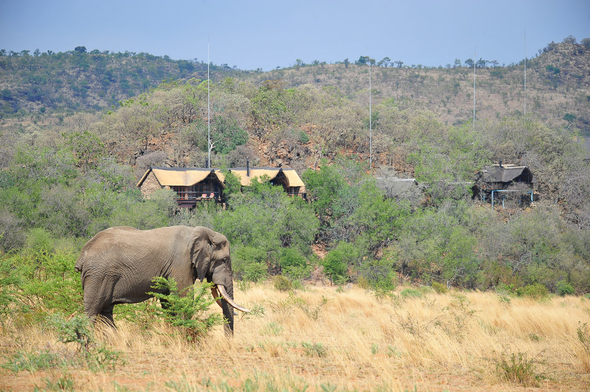 Amarula the elephant munching in front of Tshukudu Bush Lodge
