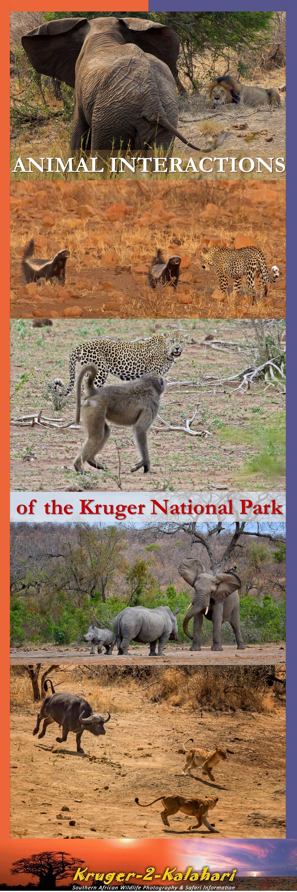 Capturing animal interactions on safari