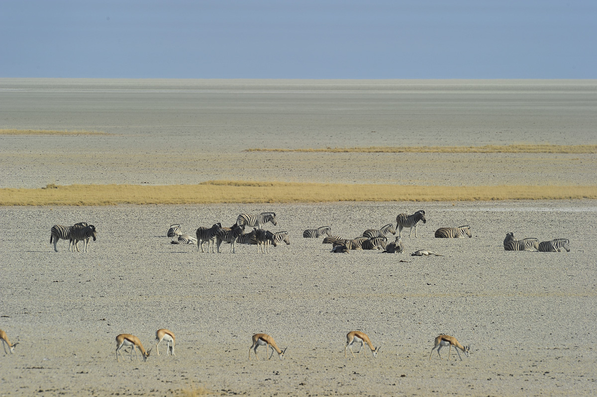 Animals on Etosha pan