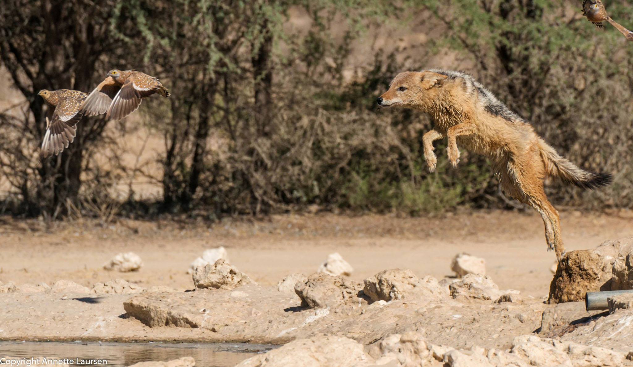 Annette Laursen - Jackal Annette Laursen - Jackal