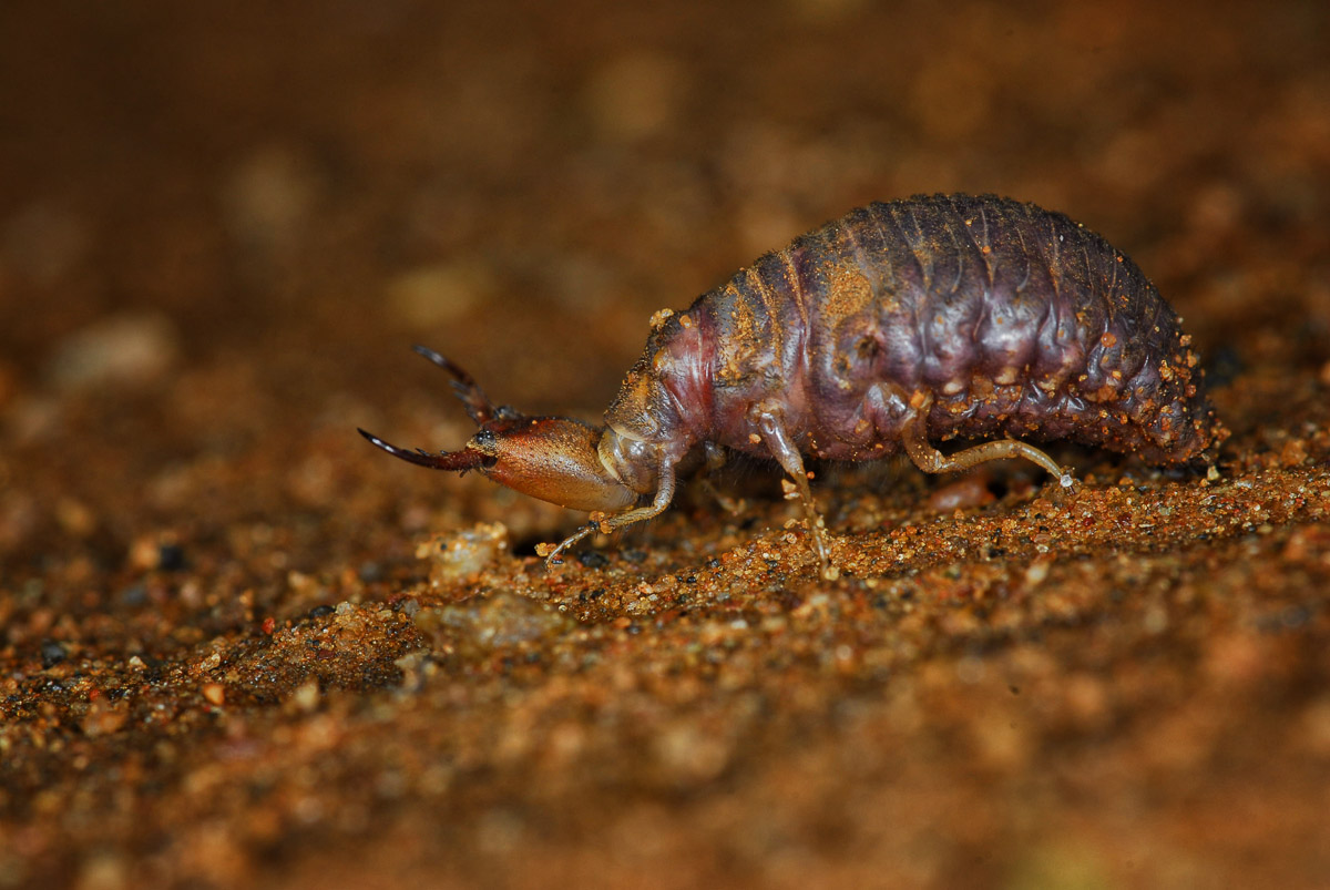 Ant Lion also known as one of the Africa's little five in the Kruger National Park