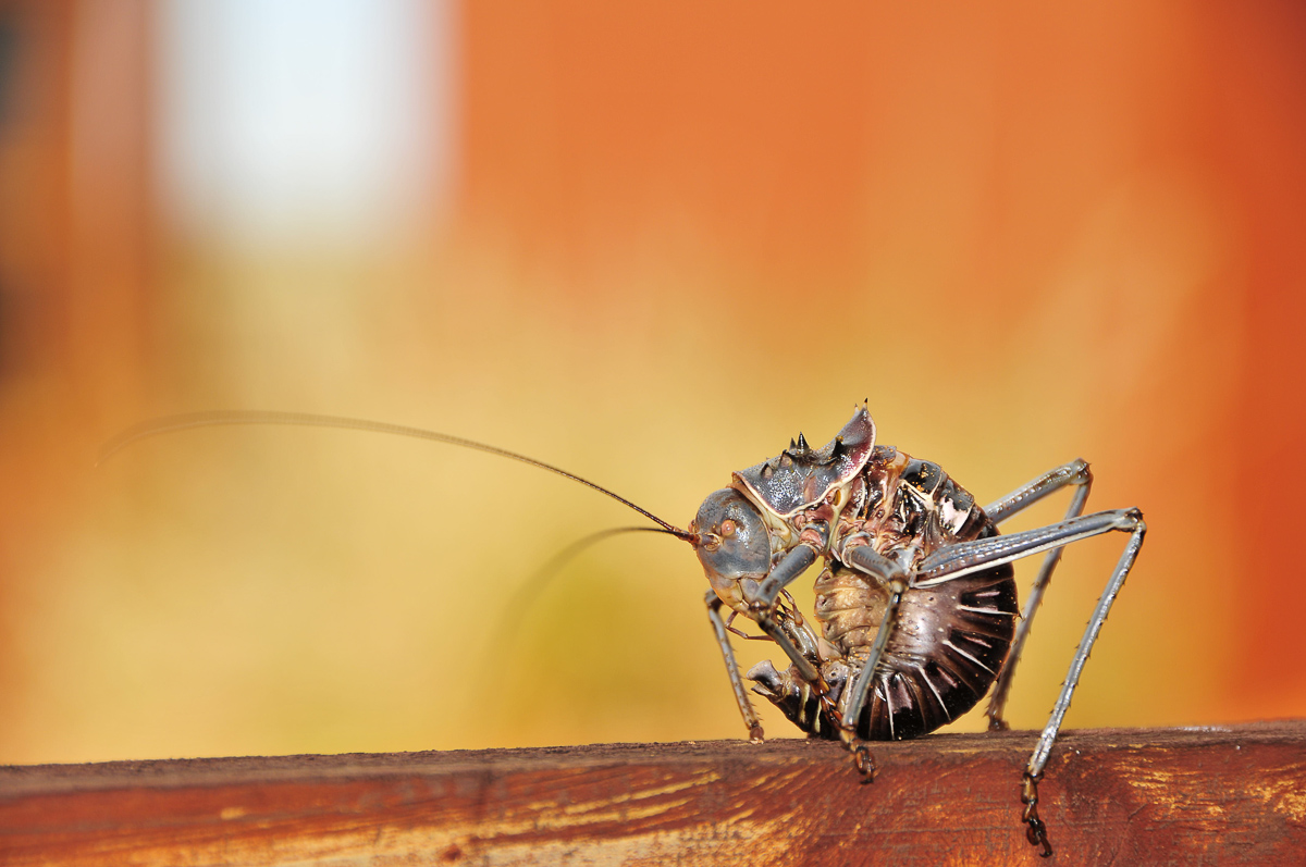 Armoured ground cricket at our cabin in KielieKrankie