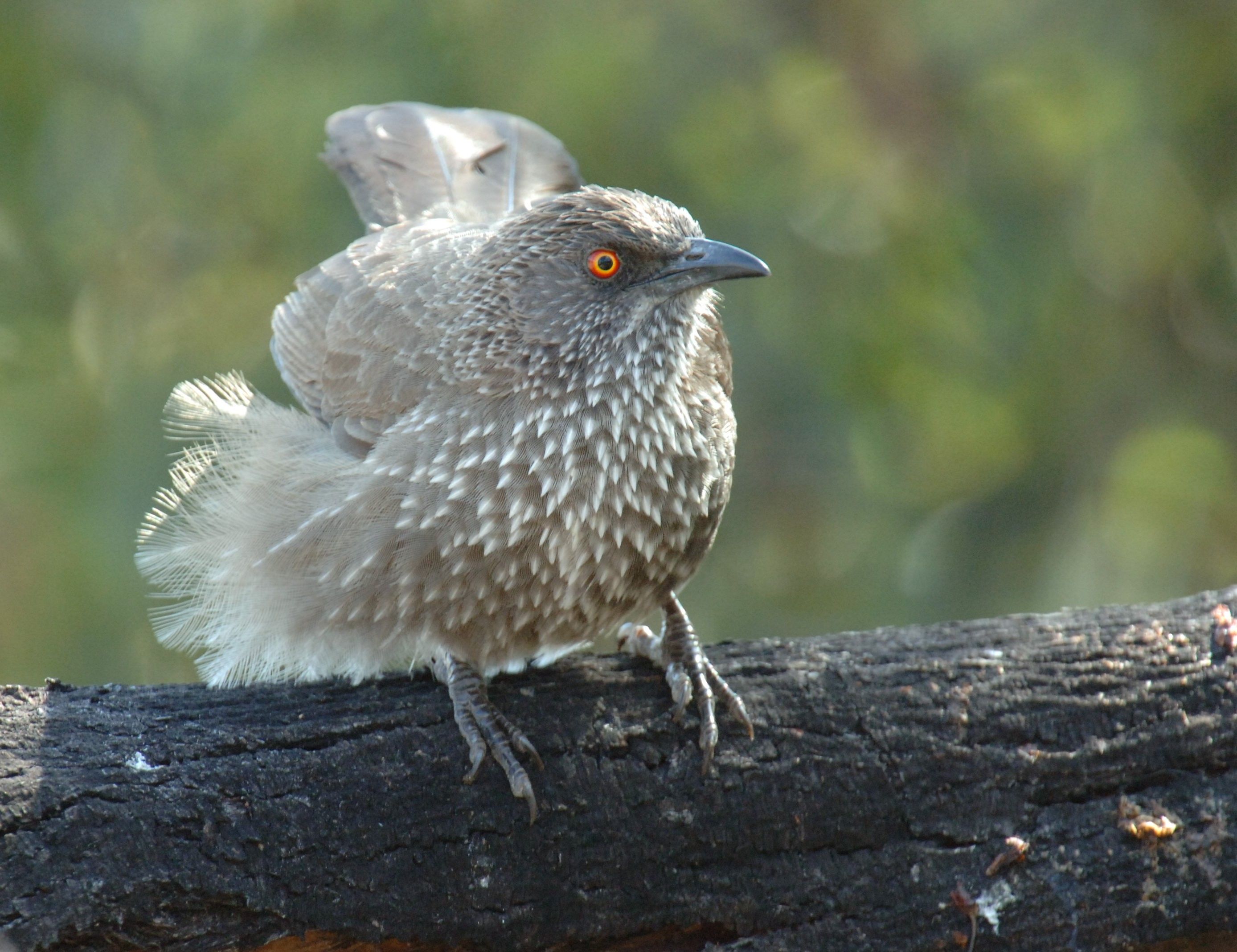 Arrow marked babbler image taken at Ivory Tree