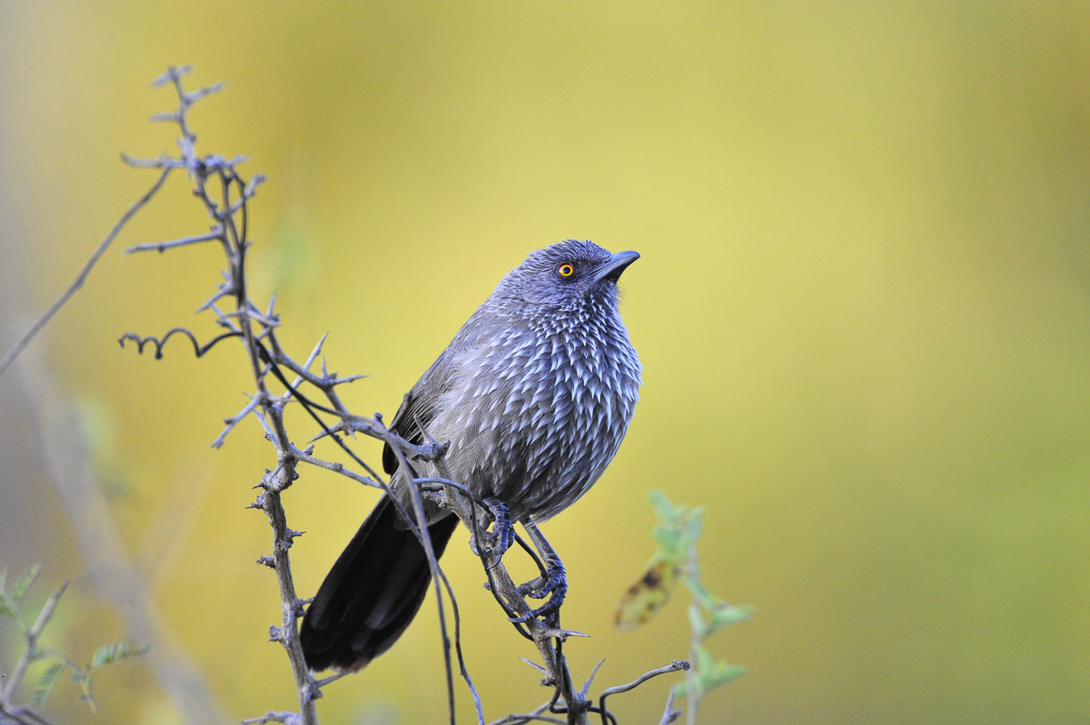 Arrowmarked Babblers can be seen throughout the Kruger National Park