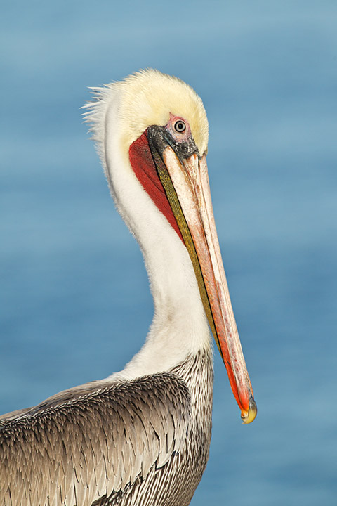 the art of bird photography arthur morris the art of bird photography arthur morris