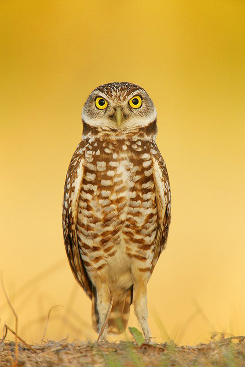 the art of bird photography arthur morris the art of bird photography arthur morris