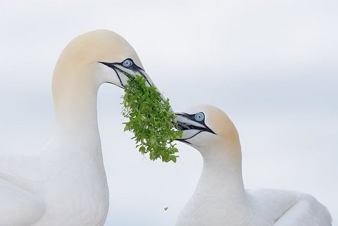 Gannets in love  Gannets in love