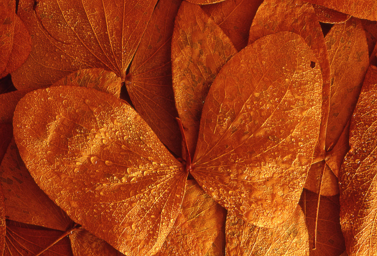 Autumn Mopane leaves