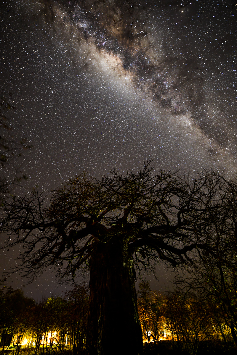 Milky way over the baobab tree in Mopani camp