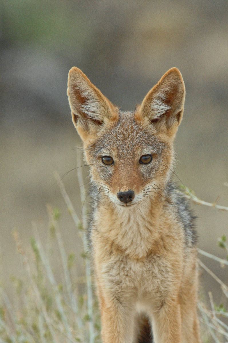 Black Back jackal at Gharagab
