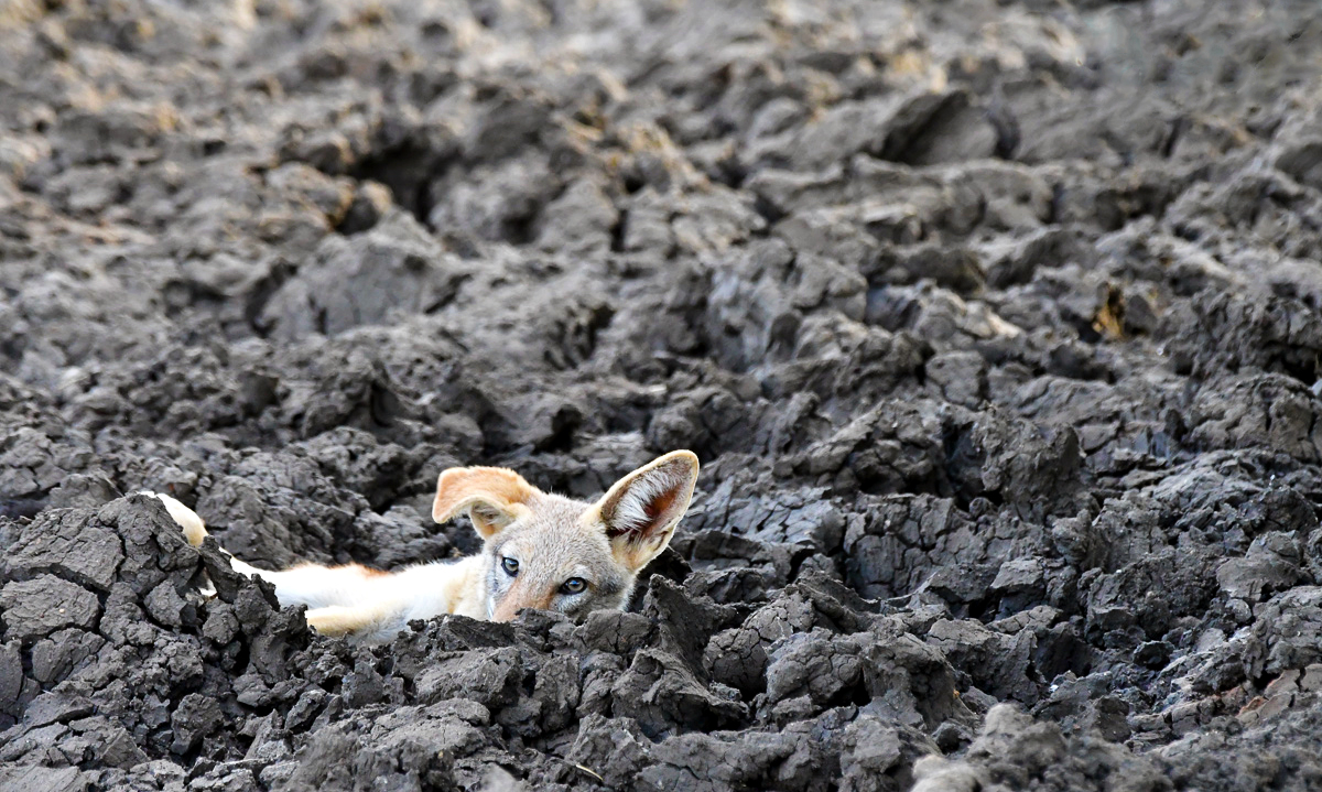 Black backed jackal in mud