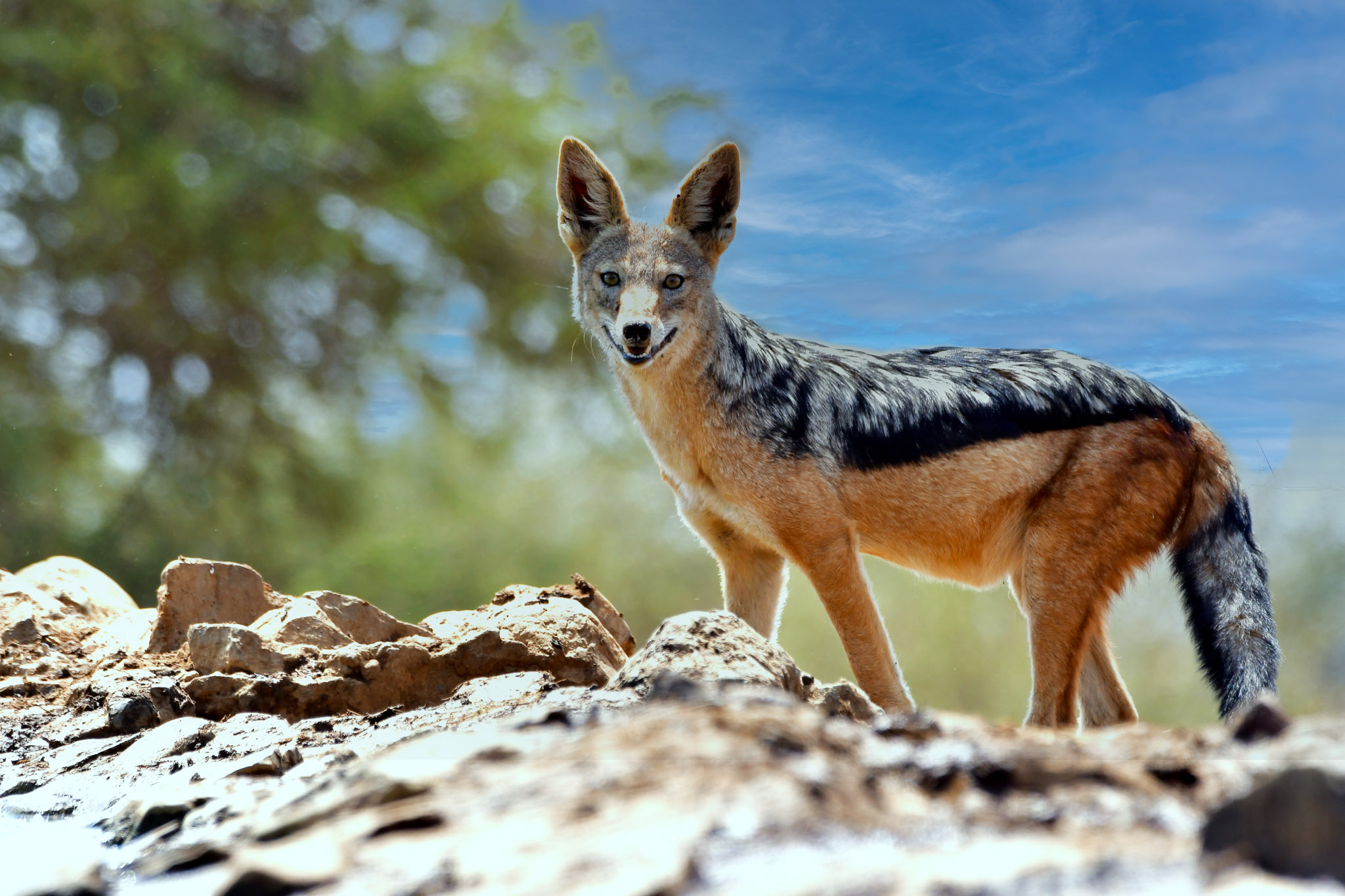 Black backed jackal at the Last Word Madikwe waterhole 2