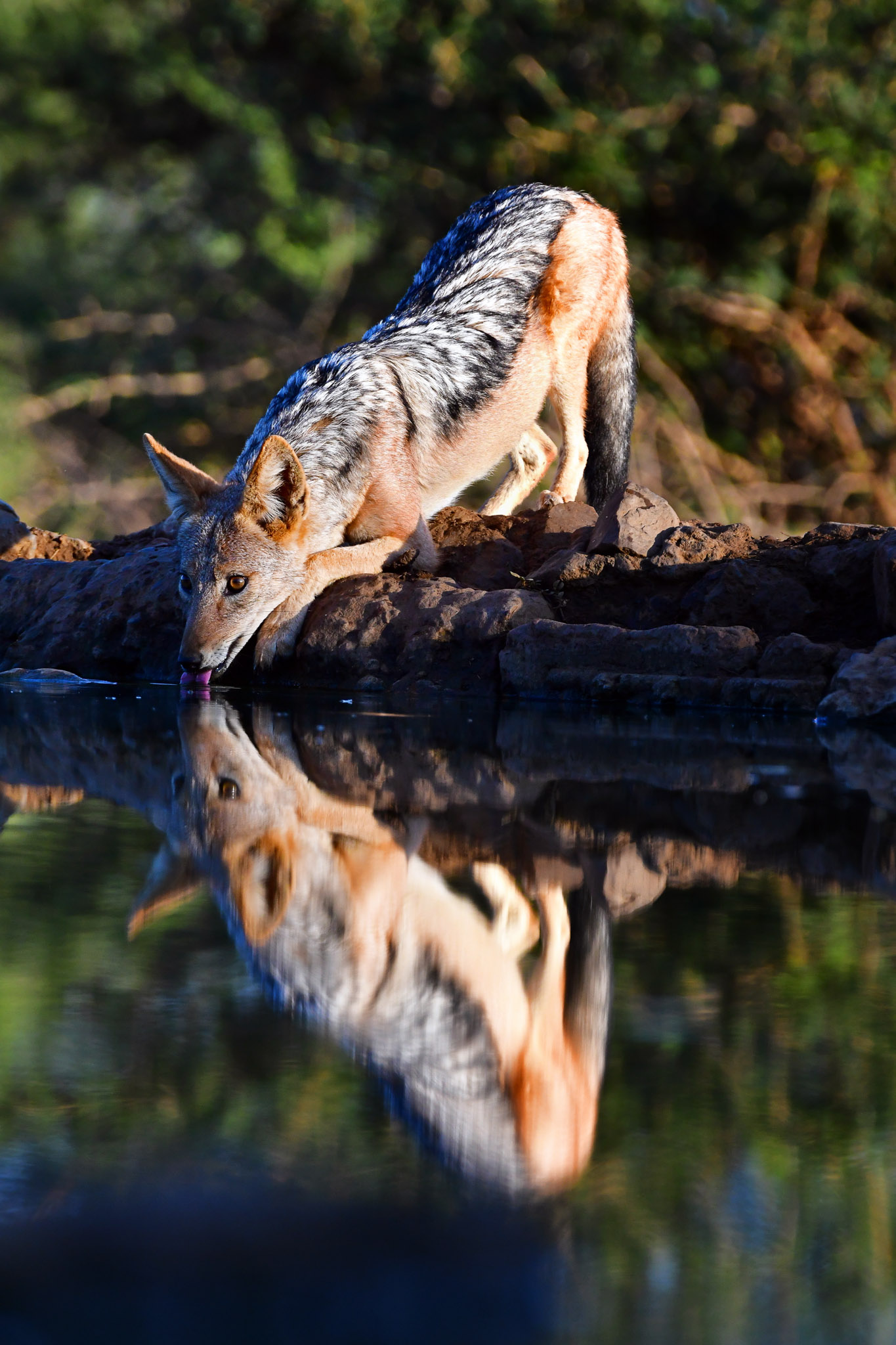 Black backed jackal at the Last Word Madikwe waterhole