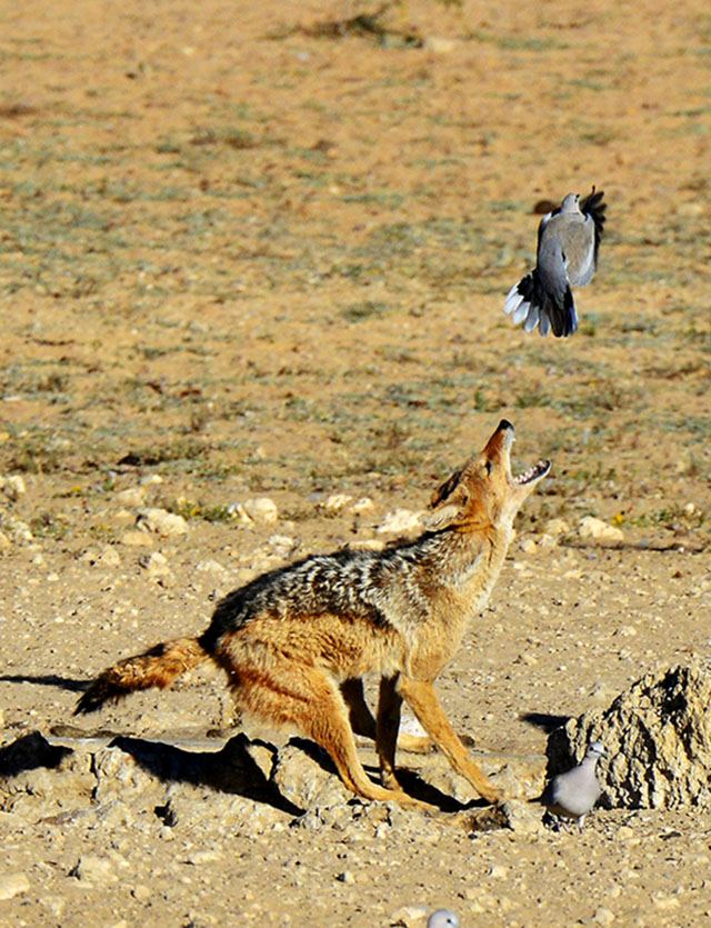 A Jackals near catch at Kij Kij waterhole