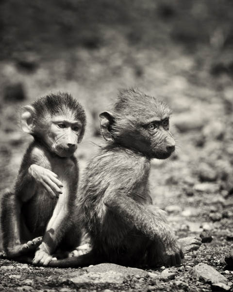 baby baboons baby baboons