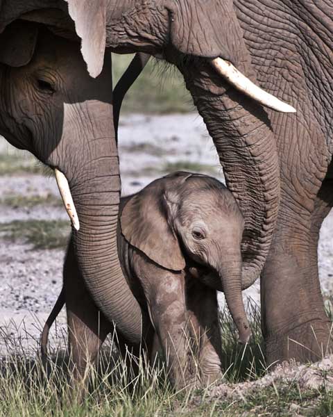 Elephants helping junior Elephants helping junior