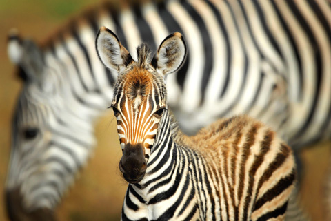 zebra with mom zebra with mom