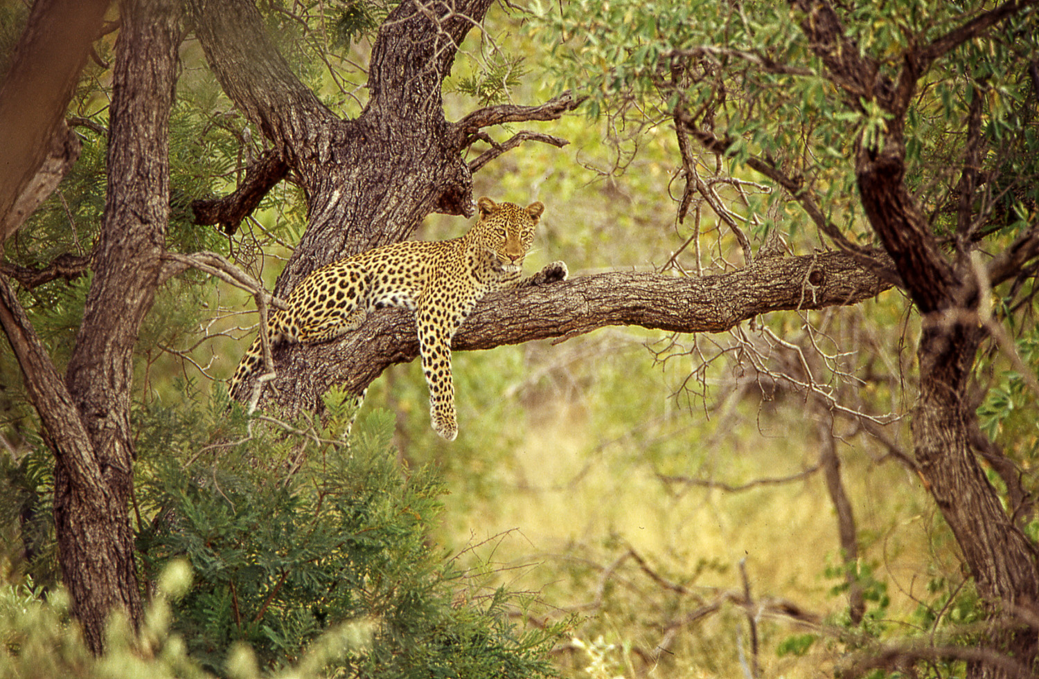 Leopard in tree on the S110 gravel road near Berg en Dal camp in the Kruger National Park