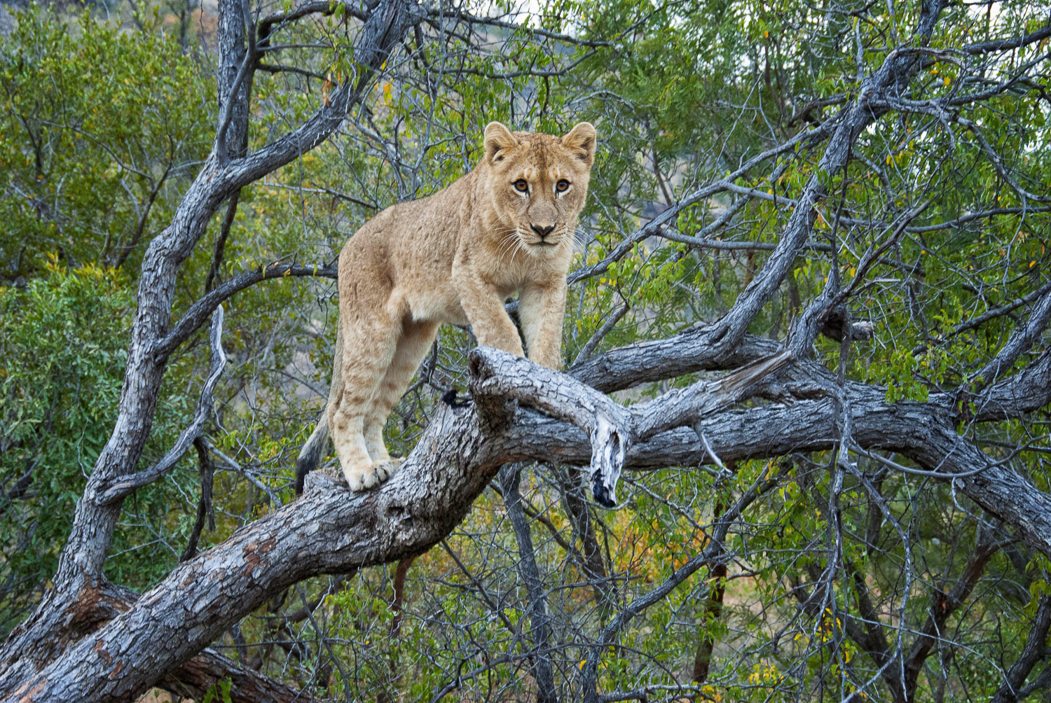 Lion cub in tree as on the H110 near Berg en Dal camp in the Kruger National Park