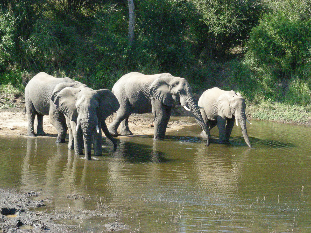 Elephant drinking at the Matjulu spruit next to the Berg en Dal camp fence in the Kruger National Park