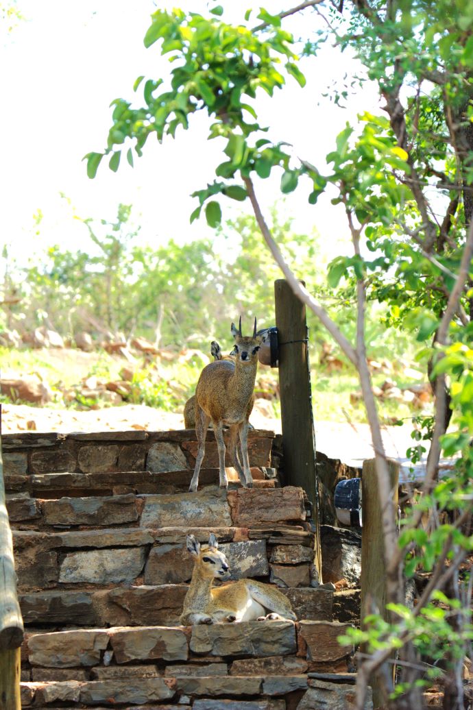 The Klip springers waiting to greet the guest at Buffalo Ridge Lodge