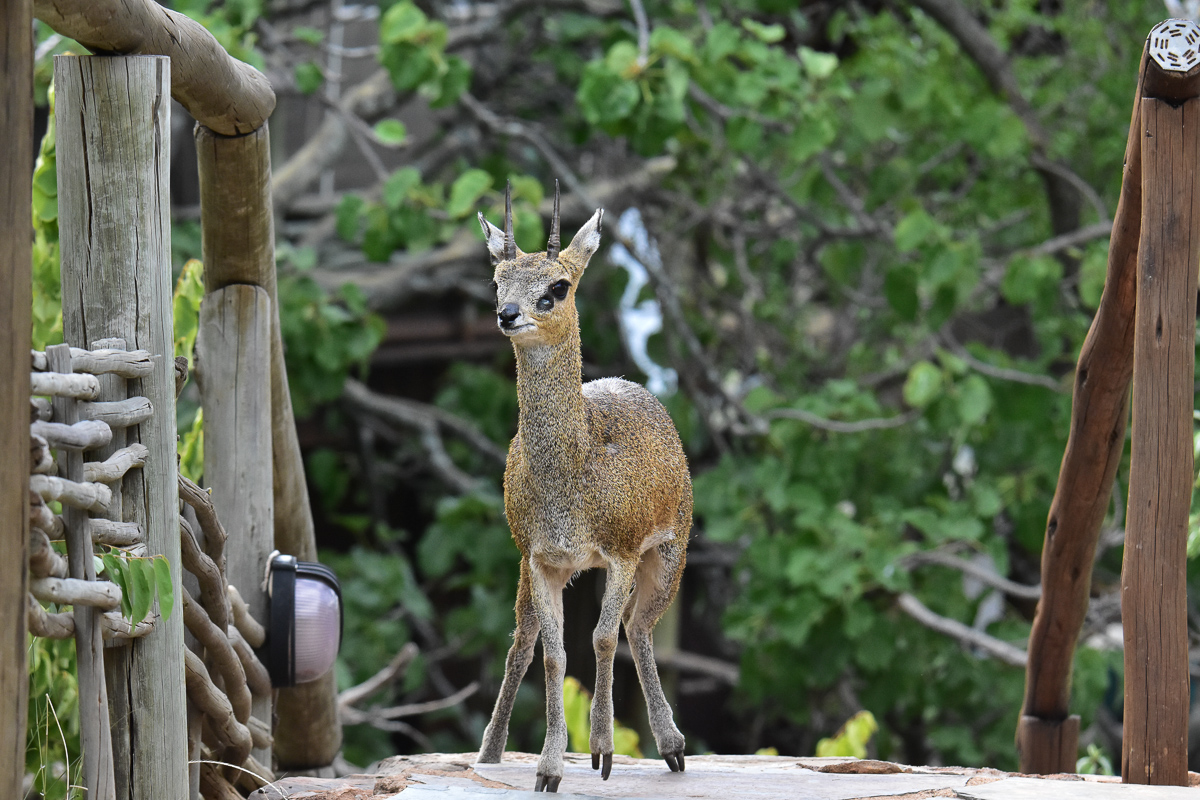 Klipspringer at the bridge 