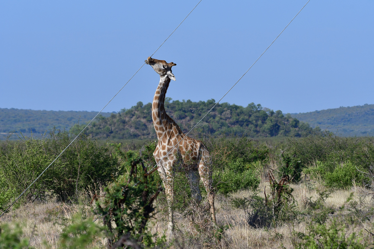 giraffe licking power line cable