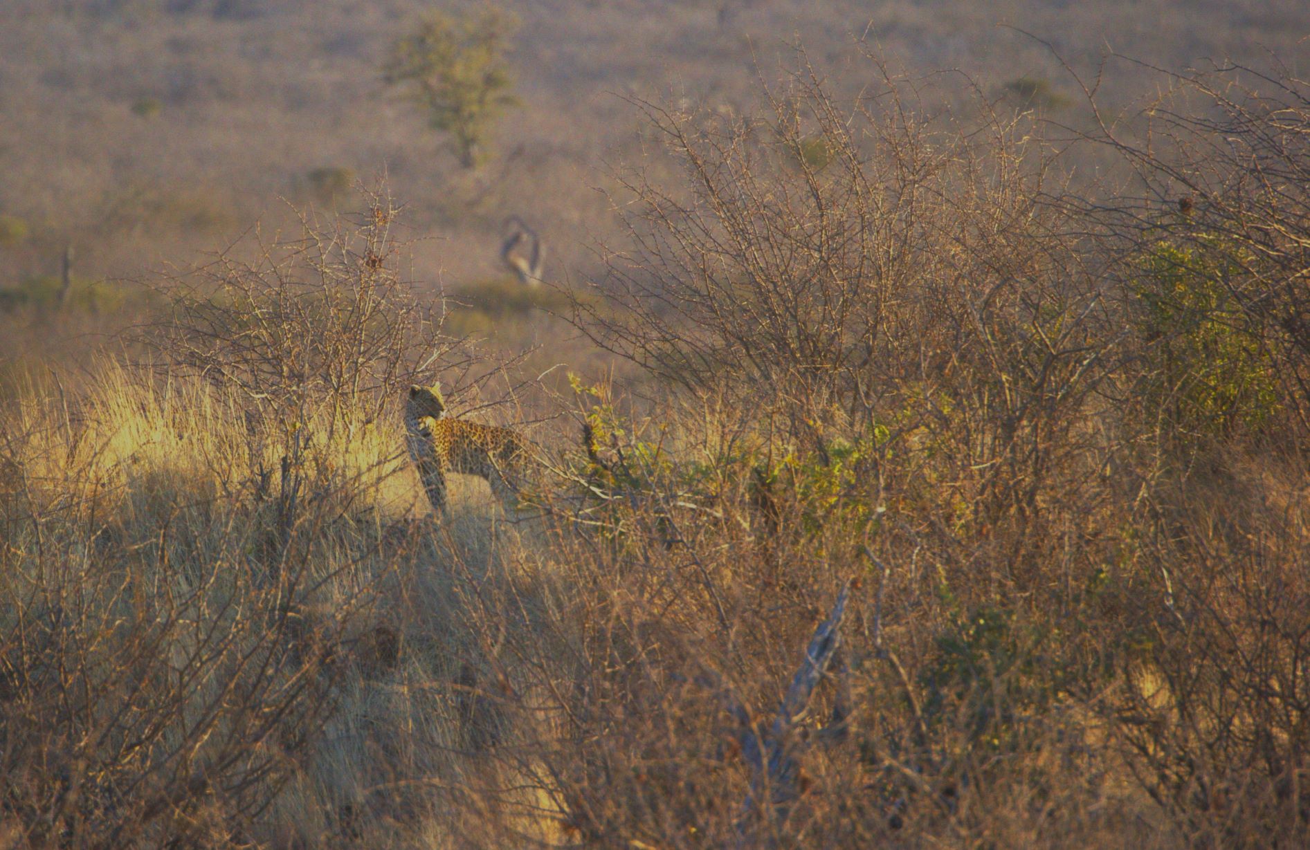 Leopard image taken on game drive while at Buffalo Ridge Lodge in Madikwe