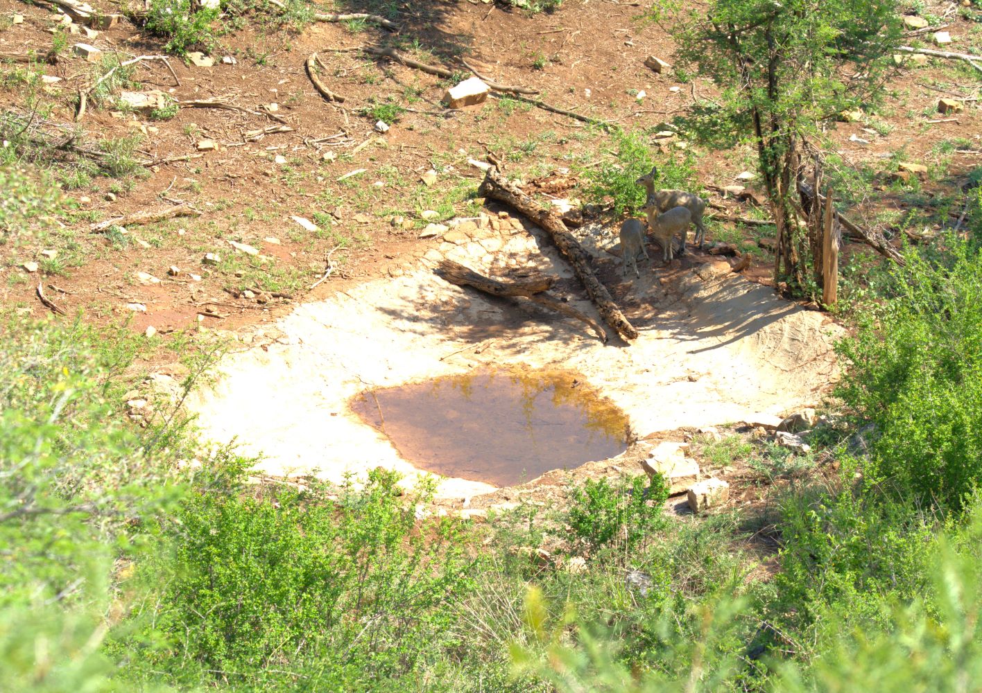 The Buffalo Ridge waterhole