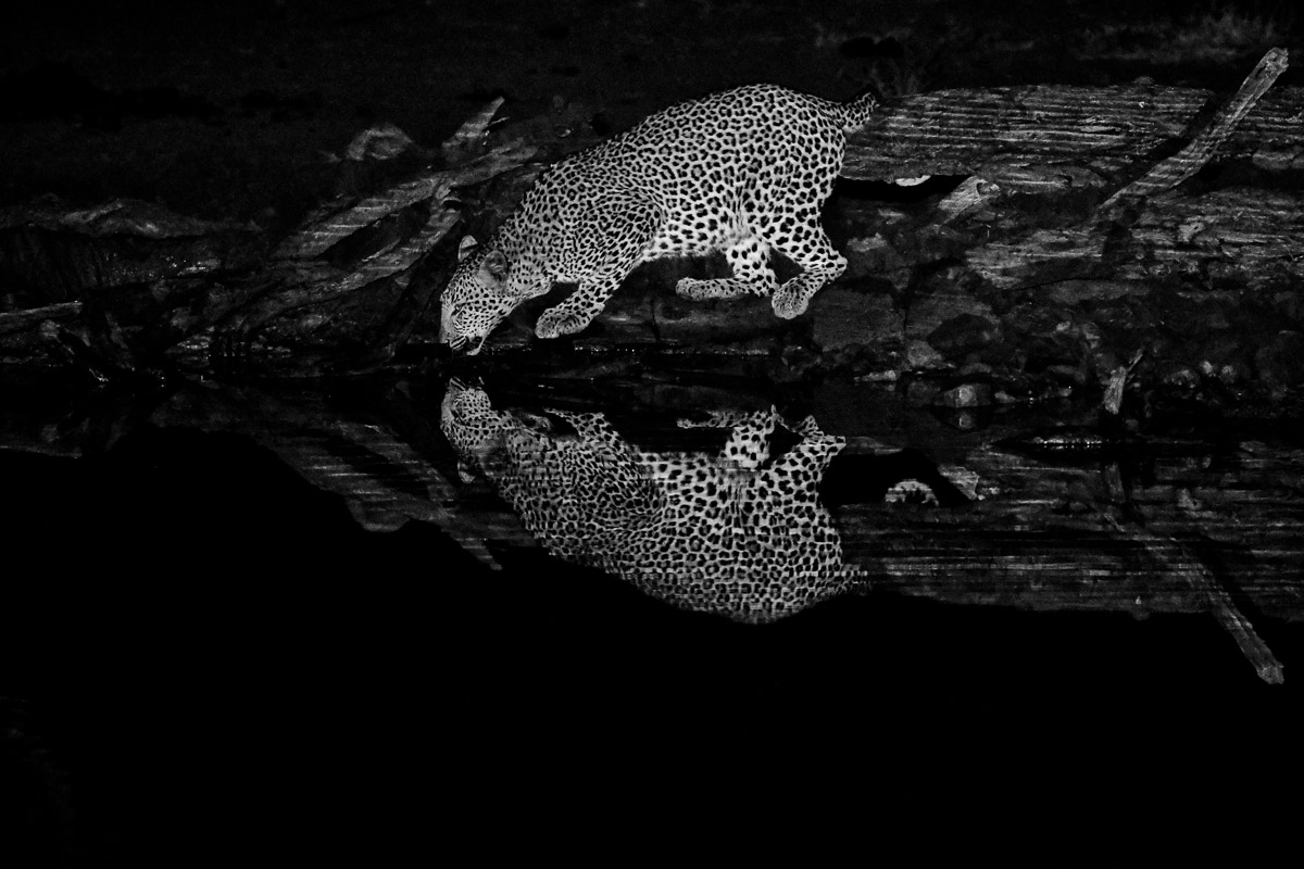Black and White image of a Leopard drinking at Punda Maria Hide in the Northern Kruger National Park