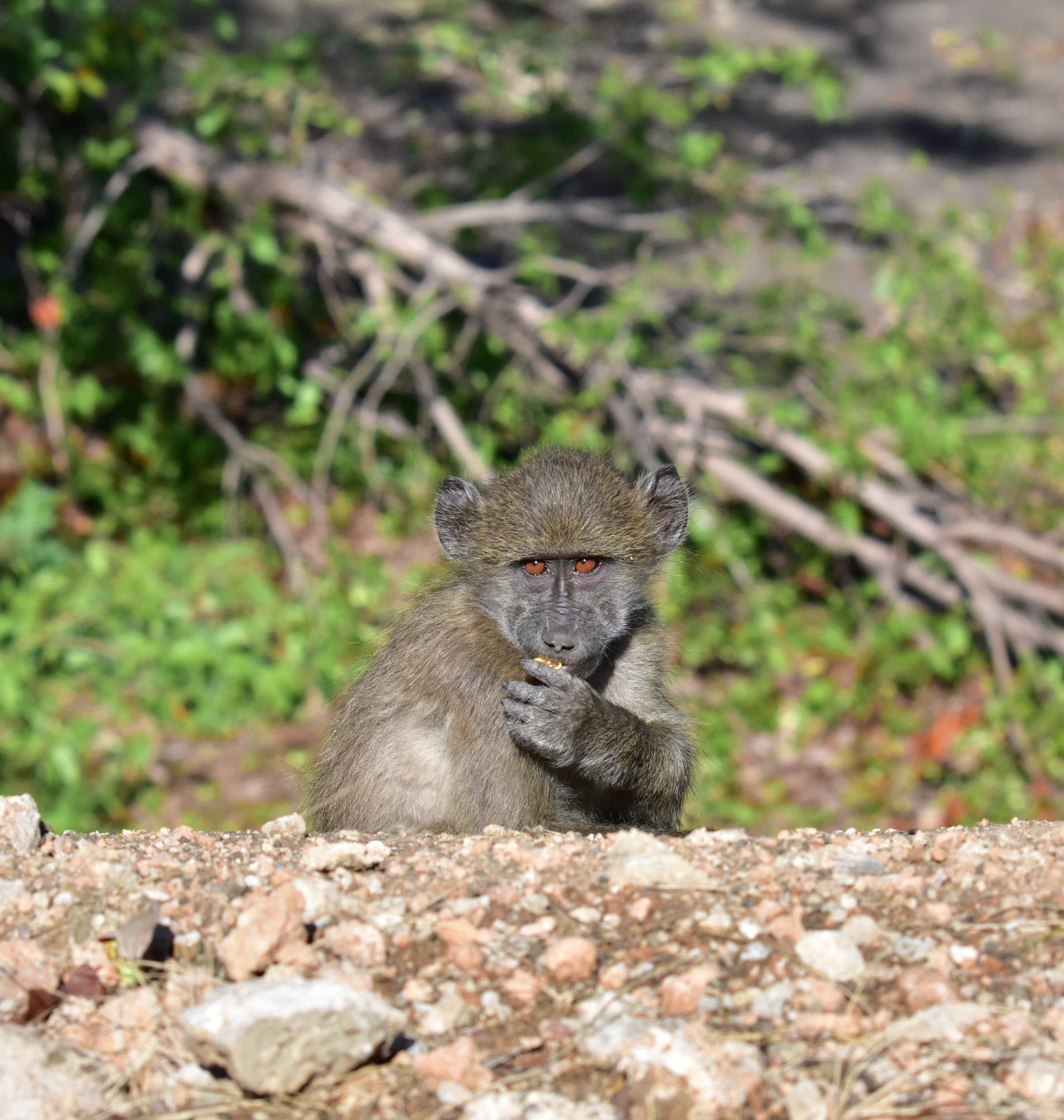 Skakuz Safari Lodge baboon image taken in Kruger National Park