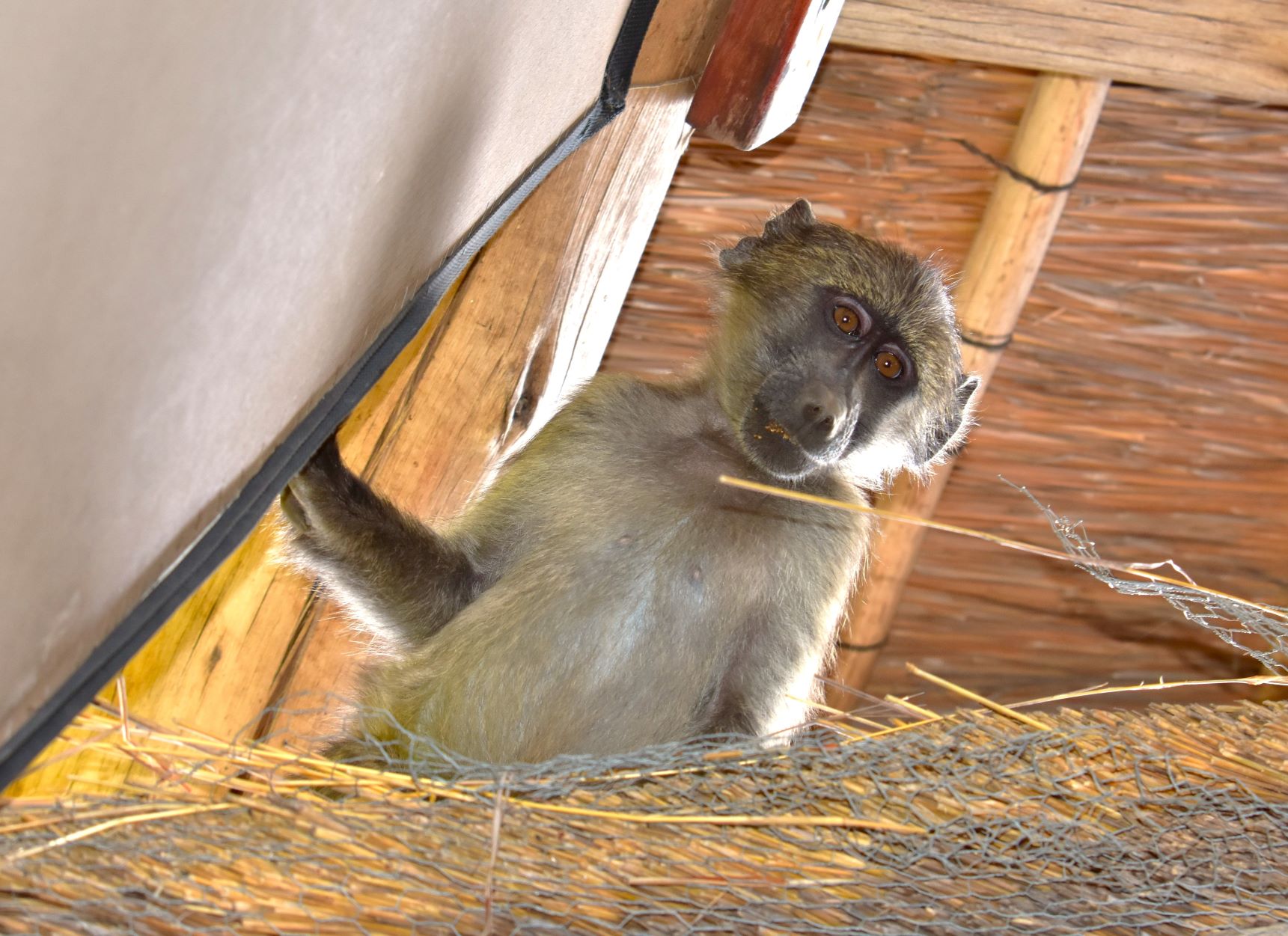 Baboon at Buffalo Ridge Lodge in Madikwe
